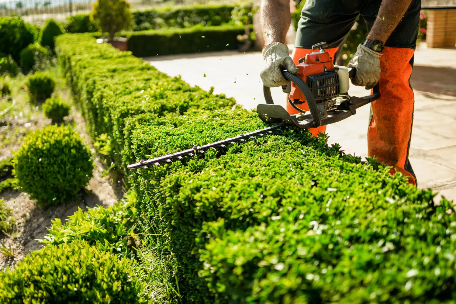 Haus- und Gartenkonzept. Heckenschere im Einsatz. Strauchschnittarbeiten.